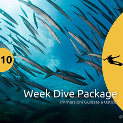 Ustica Week 10 Dives